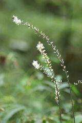 Actaea biternata