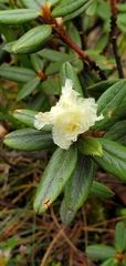 Rhododendron anthopogon