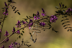 Indigofera australis