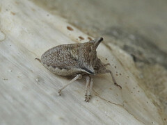 Ventocoris falcatus