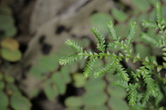 Selaginella minutifolia