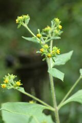 Sigesbeckia pubescens