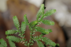 Selaginella minutifolia