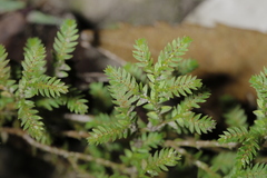 Selaginella minutifolia