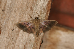 Microthyris prolongalis