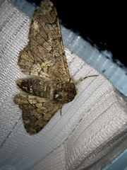 Biston robustum robustum