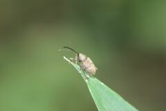 Curculio sikkimensis