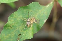 Curculio sikkimensis