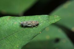 Scaphoideus festivus