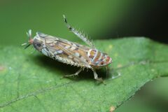 Scaphoideus festivus