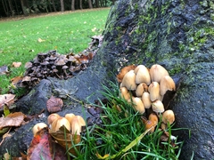 Coprinellus micaceus