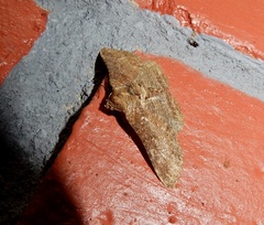 Pericyma cruegeri