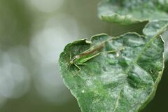 Xiphidiopsis subpunctata
