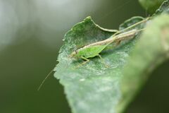 Xiphidiopsis subpunctata