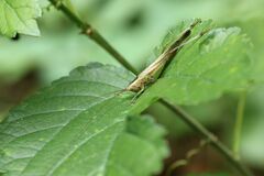 Conocephalus bambusanus