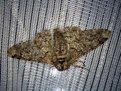 Biston robustum robustum