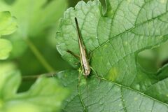 Conocephalus bambusanus