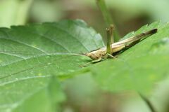 Conocephalus bambusanus