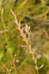 Lolium multiflorum