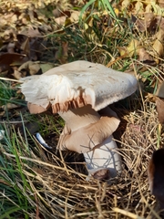 Agaricus benesii