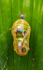 Euploea core