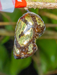 Euploea core