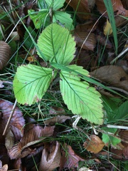 Fragaria