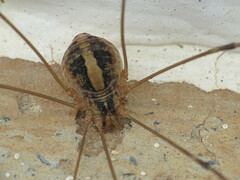 Cosmobunus granarius