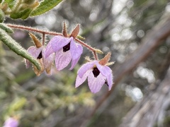 Thomasia petalocalyx