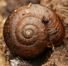 Austrorhytida capillacea