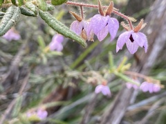 Thomasia petalocalyx