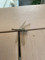 Orthetrum caledonicum