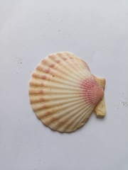 Aequipecten opercularis