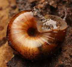 Austrorhytida capillacea