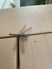 Orthetrum caledonicum