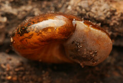 Austrorhytida capillacea