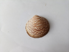 Glycymeris glycymeris