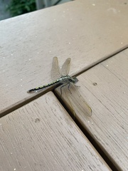 Orthetrum caledonicum