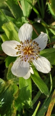 Anemonastrum obtusilobum
