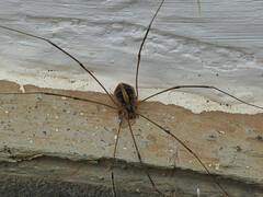 Cosmobunus granarius