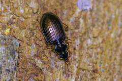 Platyninae