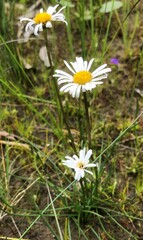 Allittia cardiocarpa