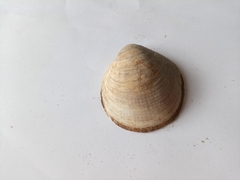 Glycymeris glycymeris