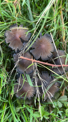 Coprinellus micaceus