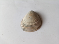 Laevicardium crassum