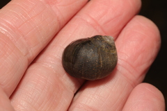 Littorina littorea