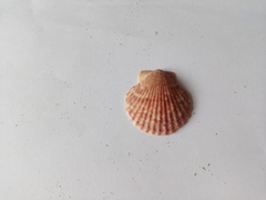 Aequipecten opercularis