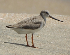 Xenus cinereus