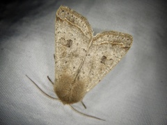 Orthosia fausta