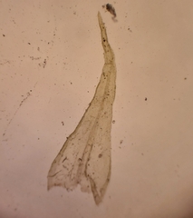 Racomitrium fasciculare
